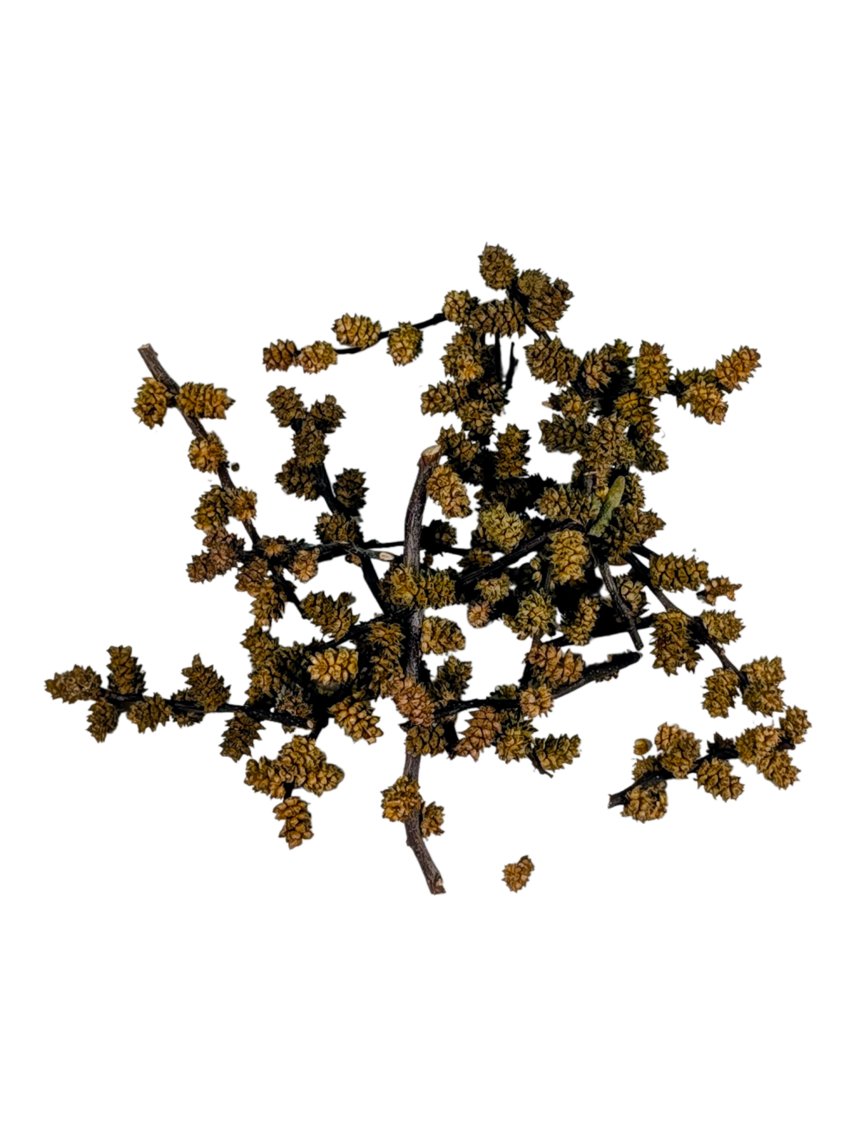 Myrique baumier (Myrica gale) séché 4g par Kabir Kouba Inspiration, aromate boréal récolté dans les forêts du Québec