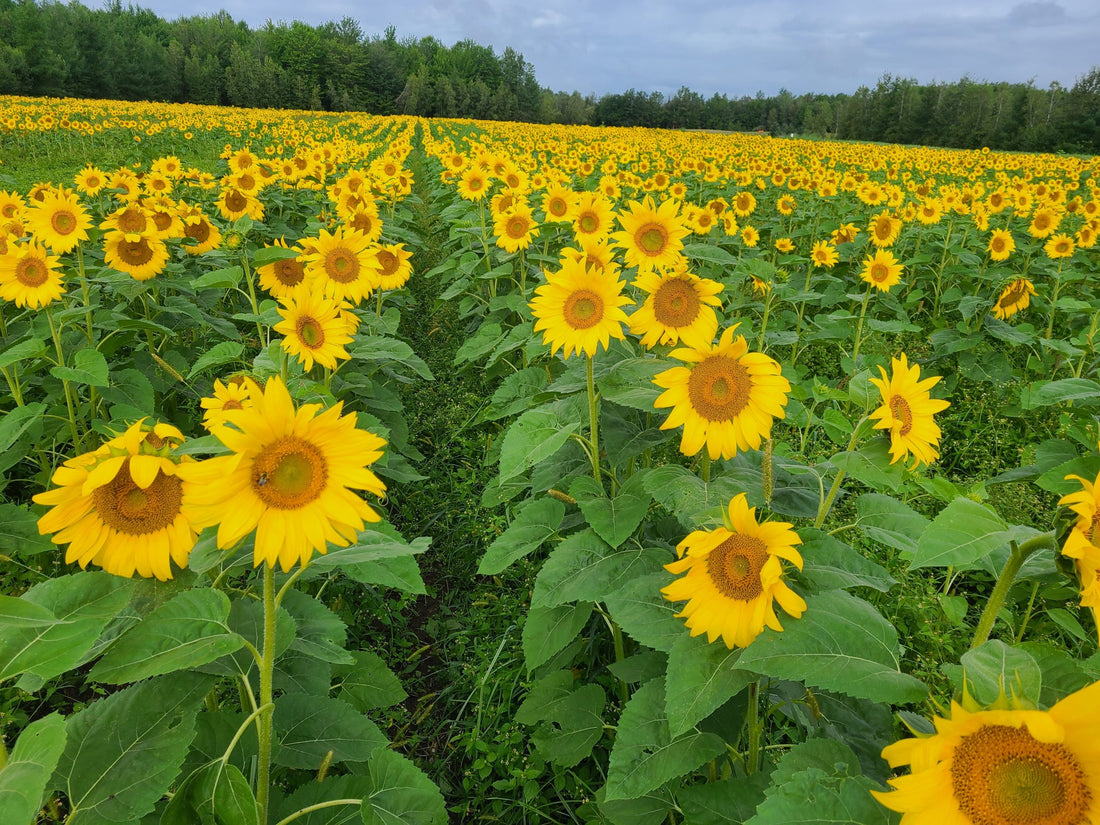 Les bienfaits de l’huile de tournesol oléique : Un Trésor pour Votre Santé et Votre Cuisine