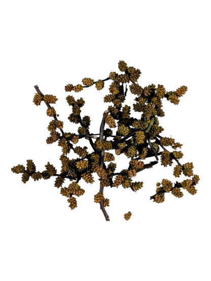 Myrique baumier (Myrica gale) - Aromate boréal - 4g